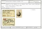 Karteikarte zum Syntyp von Cristellaria erinacea Karrer, 1878